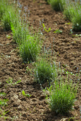Lavender in a garden
