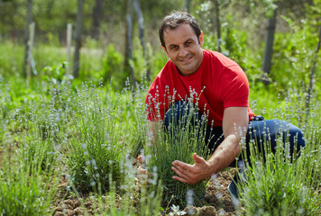 Farmer checking his lavender plantation