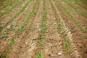 Young corn field