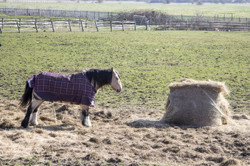 Obraz premium Horse and Hay