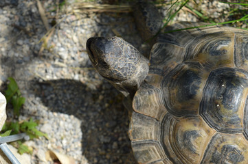 Schildkröte