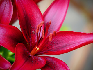 Wundersch&ouml;ne Nahaufnahme einer dunkelroten Lilie