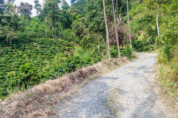 Fototapeta premium Road through coffee plantantions near Manizales, Colombia
