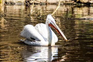 Pelikan auf See