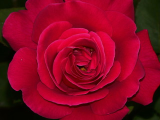 Beautiful Spring flowers,Close Up. In sepia,monochrome and natural color