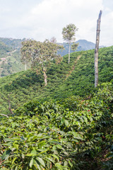 Fototapeta na wymiar Coffee plantantion near Manizales, Colombia