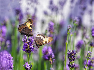 Lavendel Hintergrund mit zwei Schmetterlingen