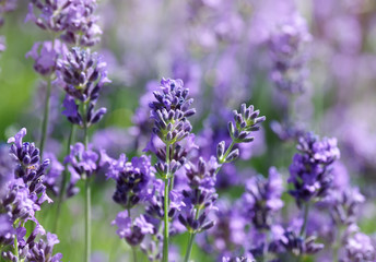 Lavendel Hintergrund