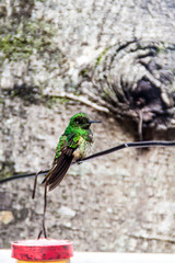 Hummingbird in Cocora valley, Colombia