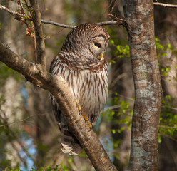 Barred owl