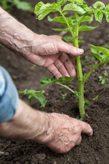 Old elderly man hand taking care of potato bush. Gardening concept