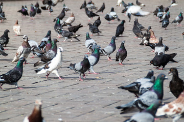 Street pigeons