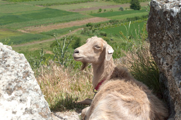 Brown goat rests between rock on the cliff