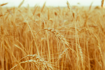 field of golden wheat ears on the background of the sunny sky