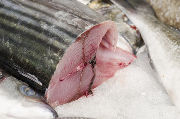 Long fin tuna on ice at the fish market,