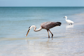 Great blue heron, Ardea herodias, catching a fish
