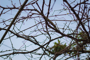 Winter  branches with grey sky