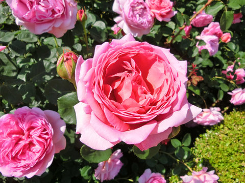 English roses garden in Sennan City, Osaka, Japan
