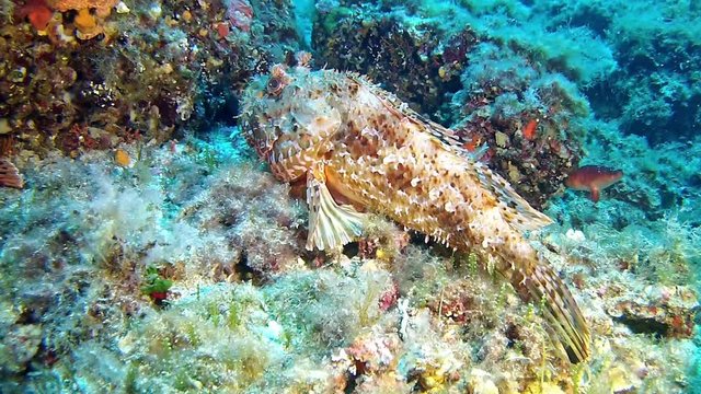 Diving in the sea - Scorpion fish