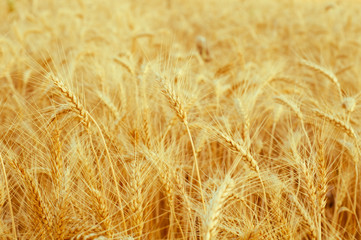 Background of golden ears of wheat