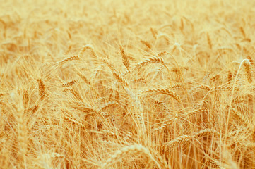 Background of golden ears of wheat