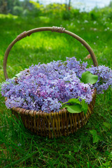 Fototapeta na wymiar purple lilac in basket