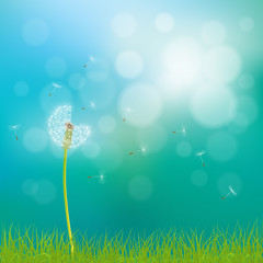 Abstract spring  background with dandelion flowers, seeds and grass, vector illustration.