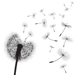 Abstract background with silhouette dandelion flower and seeds, vector illustration.