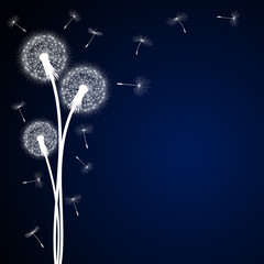 Abstract dark blue background with silhouette dandelion flowers and seeds, vector illustration.
