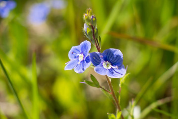 Buttercups blue on the green field. Wild meadow flowers in the summer.