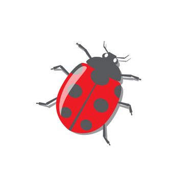 Red ladybug with shadow