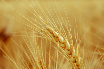Wheat ears close-up on a blurred background of golden wheat ears