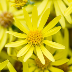 Obraz premium Yellow Arrow Leaf Flower