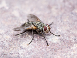 Meat Fly Diptera Insect on Wall