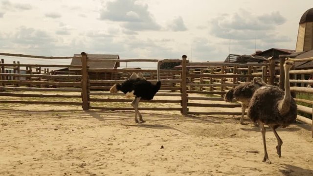 Walking ostriches behind the fence.Ostrich farm