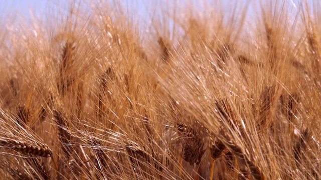 Epis d'orges sous brise l&eacute;g&egrave;re 