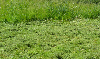 Mowed grass on the field, agriculture, summer, hay