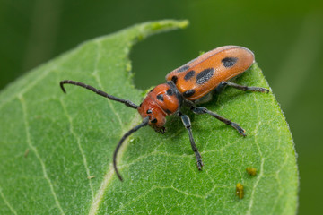 Red Milkweed Beetle on a Milkweed Leaf