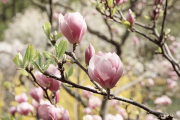 Blossoming of magnolia white flowers in spring time, retro vintage hipster image