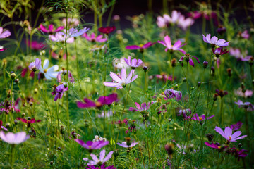 Background from tender soft pink beautiful flowers in green grass, floral natural vintage hipster image