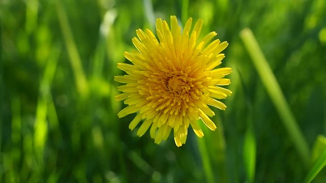 The young yellow dandelion on green meadow windy. Medicinal and useful plants of the wild. Flowers summer macro. The nature of the earth in all its beauty.
