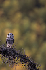 Owl in Alaska 