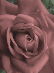 Red rose in a gray tone. Close-up .