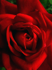 Red Rose . Close-up . Bright red color. Rose petals