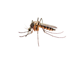 Zika or Malaria Virus Infected Mosquito Isolated on White