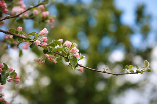Flowering Apple tree. Summer blossoming of nature. Delicate flowers of fruit tree. Sakura tender.