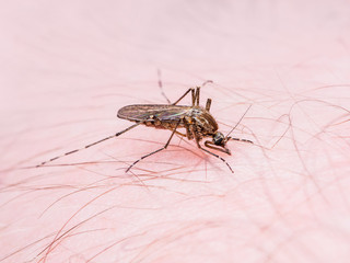 Malaria or Zika Virus Mosquito Sting
