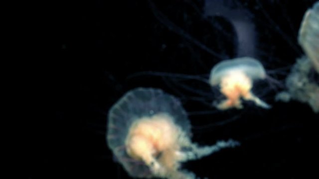Blue Defocused Jellyfish Background in aquarium