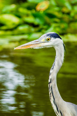 Wild heron