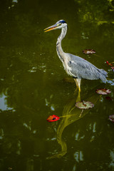 Wild heron